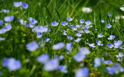 Comment dessiner une plante étape par étape facilement et rapidement