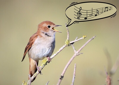 Oiseau qui chante perché sur une branche