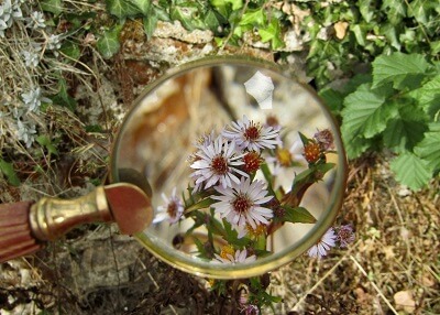 Fleur observée à la loupe
