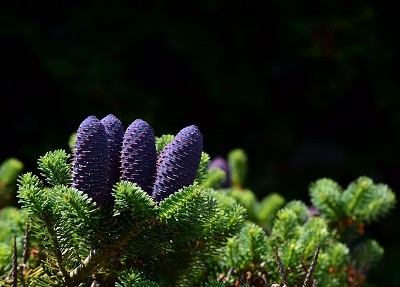 Sapin cônes et aiguilles