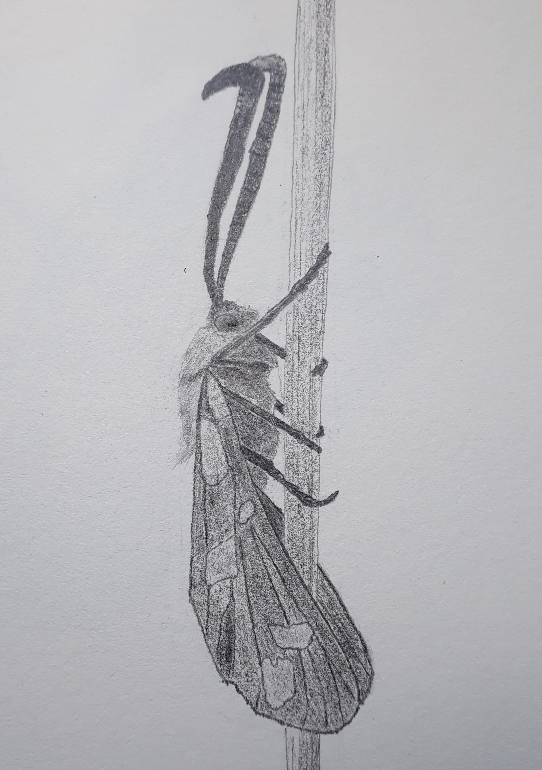 Dessin au crayon graphite d'un papillon Zygène de la filipendule