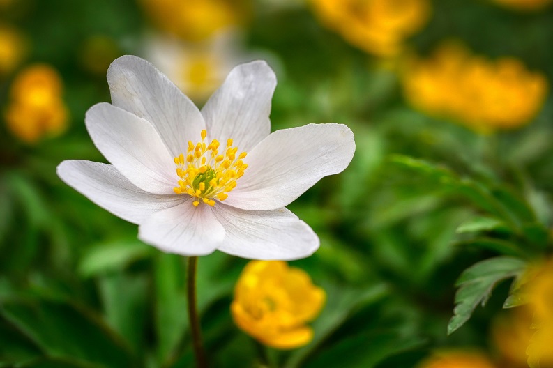 Fleur blanche Anémone des bois