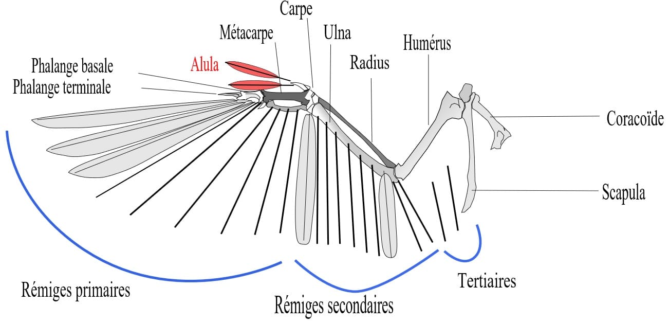 Schema d'une aile d'oiseau, de ses plumes et de ses os