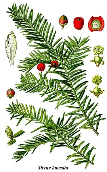 Illustration botanique d'un if : aiguilles, cônes, branches