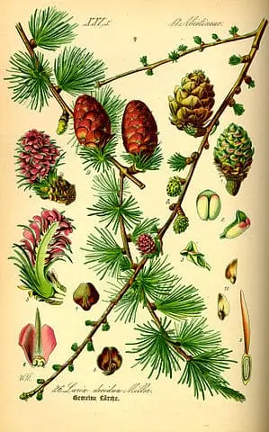 illustration botanique d'un Mélèze en couleurs : aiguilles, cône, branche