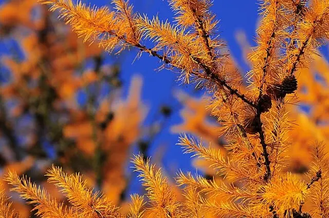 Mélèze en automne : les aiguilles sont oranges