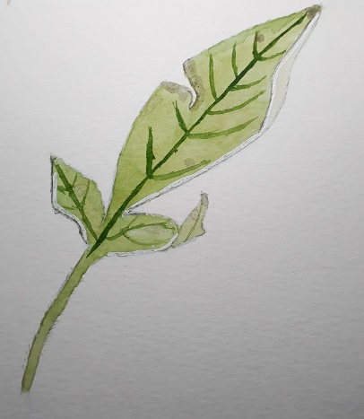 Dessin en couleur à l'aquarelle d'une feuille verte abîmée