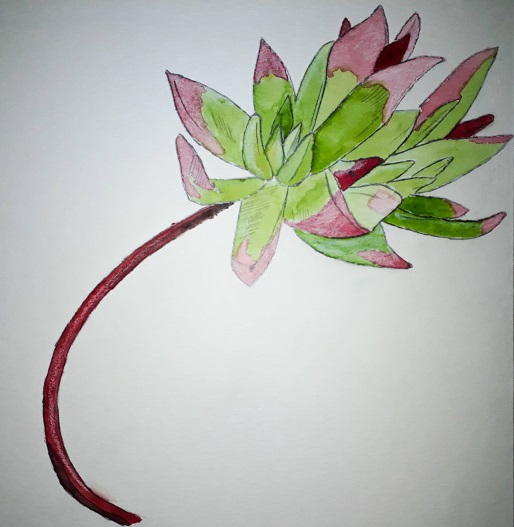 Dessin en couleurs à l'aquarelle d'une plante grasse