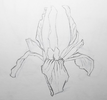 Dessin au graphite d'une fleur d'Iris