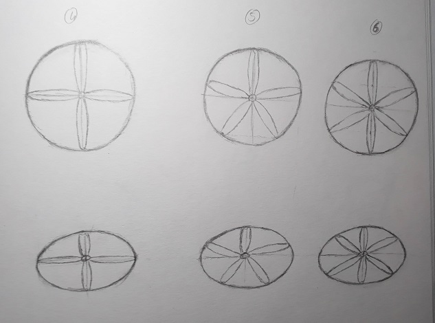 Modèles pour dessiner des fleurs à 4, 5 ou 6 pétales en perspective
