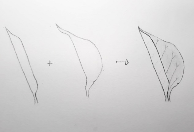 Méthode pour dessiner une feuille enroulée en additionnant des formes