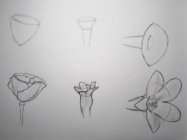 Modèles 3D pour dessiner différents types de fleurs : en cône et en tube
