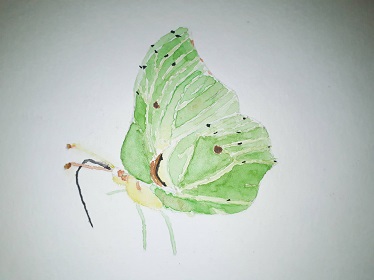 Papillon Citron en couleurs à l'aquarelle