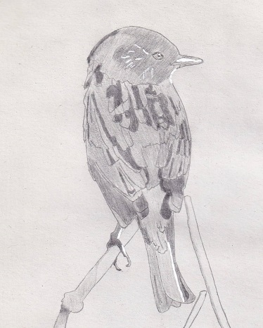 Un oiseau (Accenteur mouchet) dessiné au crayon à papier