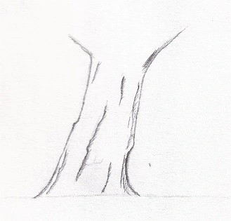 Dessin des détails d'un tronc de chêne