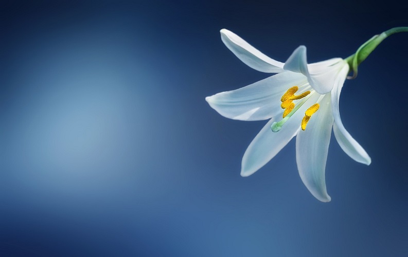 Fleur blanche ouverte sur fond bleu