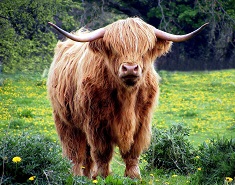 Vache Highland cattle