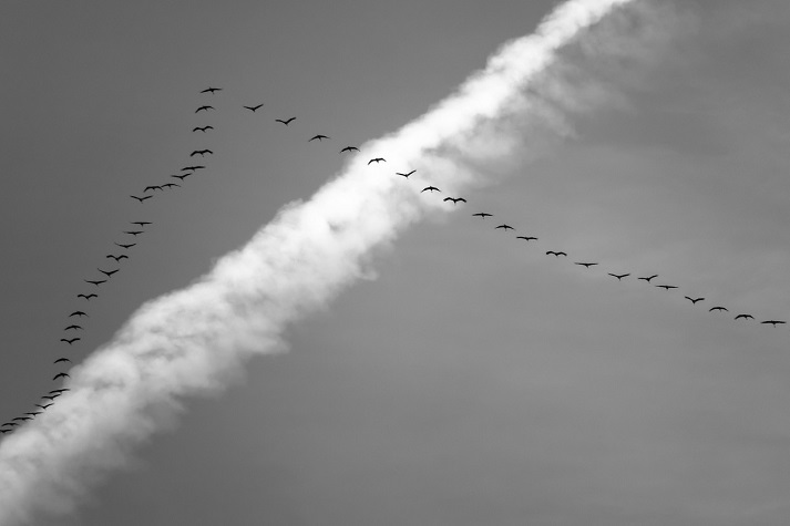 Oiseaux migrateurs en vol en V