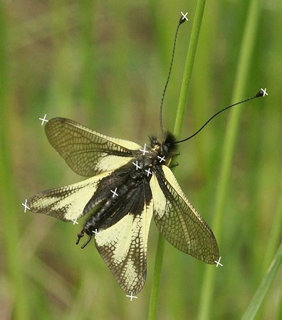 Points de repère sur le modèle photo : bouts des ailes, bouts des antennes, points d'intersections du corps et des ailes