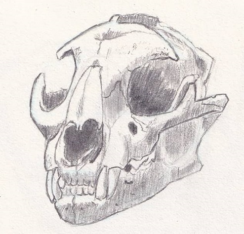 Dessin de crâne de puma au graphite