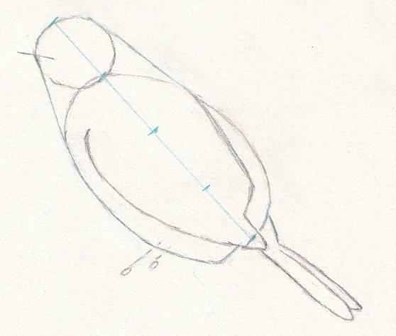 Croquis d'un oiseau avec une mesure des proportions du corps par rapport à la tête