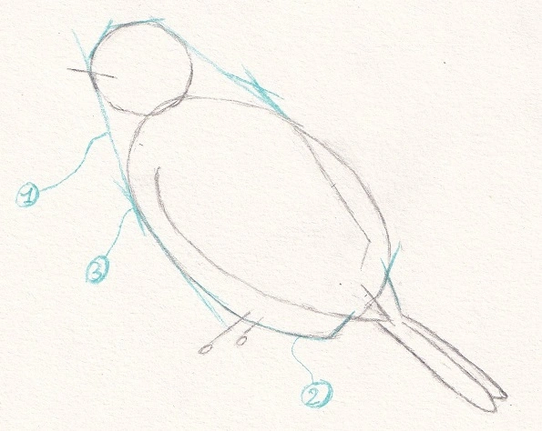 Dessin d'un oiseau avec les 3 types de lignes que l'on peut retrouver dans tout dessin