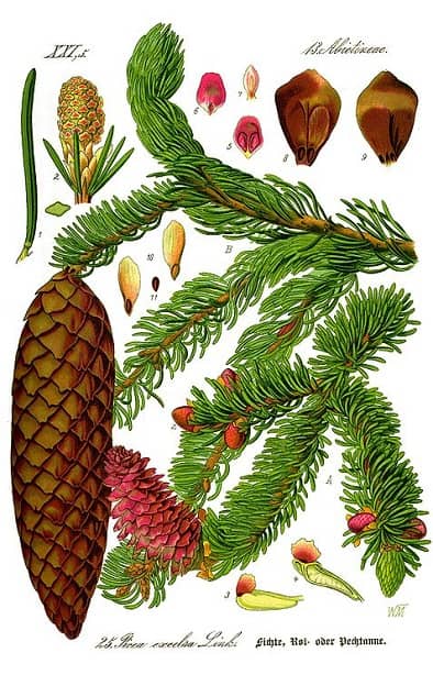Illustration botanique d'un épicéa : branche, aiguilles, cônes