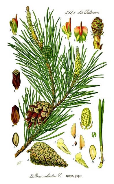 illustration botanique d'un Pin en couleurs : aiguilles, cône, branche