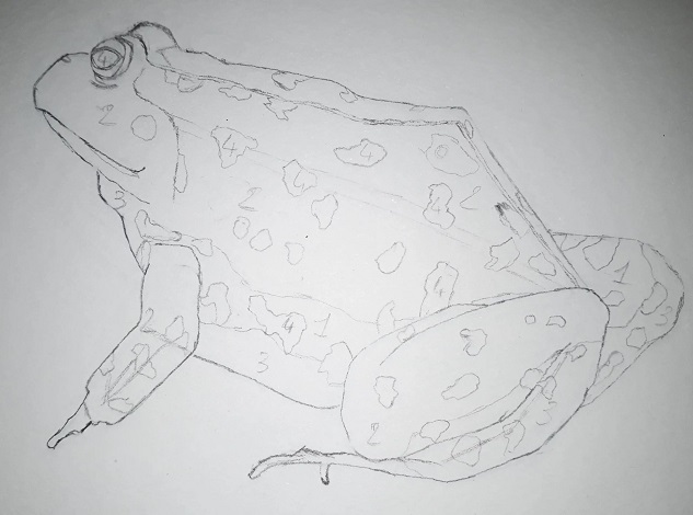 Exemple d'une grenouille pour délimiter les formes où seront posés les différentes valeurs