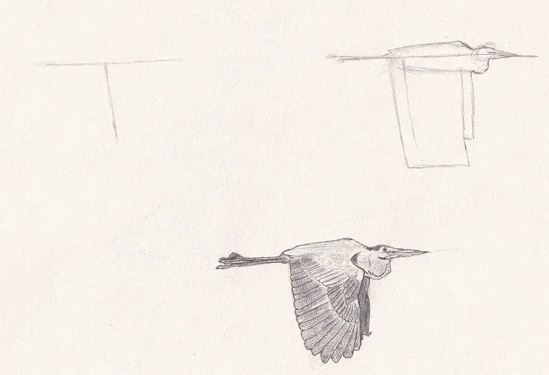 Comment Dessiner Un Oiseau En Vol En 9 tapes
