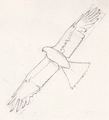 Dessin d'un oiseau en vol, traits de construction pour la queue