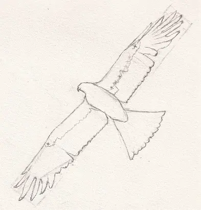 Dessin d'un oiseau en vol, dessin de la queue