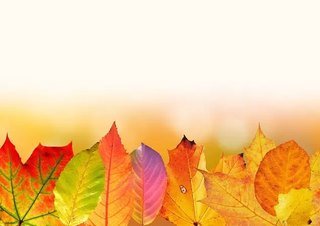 Feuilles d'arbre en automne de différentes couleurs, oranges, vertes, rouges, violettes etc