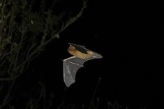 Chauve-souris Pipistrelle commune en vol
