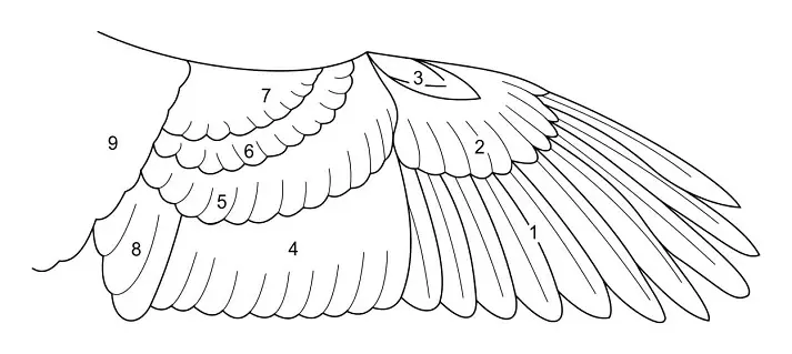 Schéma d'une aile avec les différents types de plumes