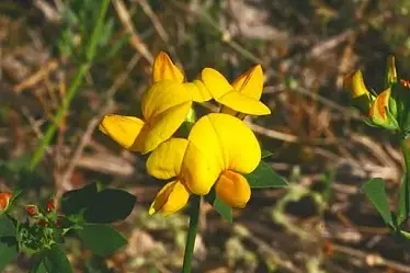 Grappe de fleurs jaune de Lotier corniculé