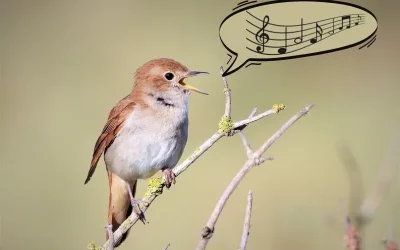 Comment reconnaître le chant des oiseaux ?