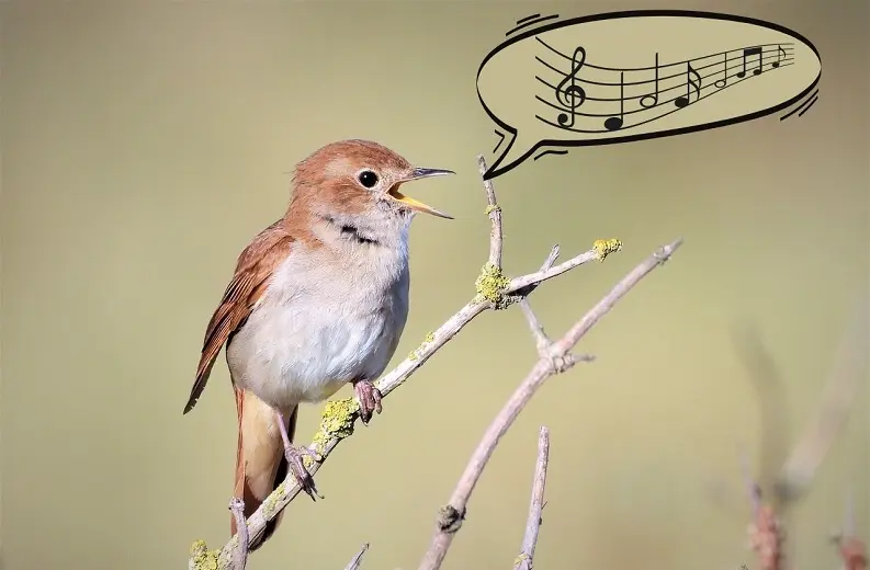 Oiseau qui chante perché sur une branche