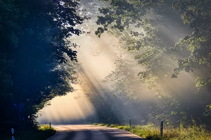Lumière dans le brouillard sur une route boisée