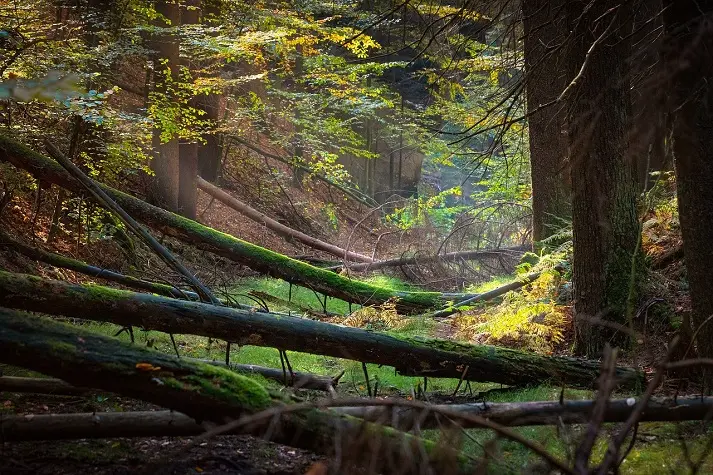 Un chemin en forêt avec des troncs d'arbres couchés en travers