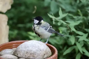 Abreuvoir à oiseaux et insectes