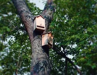 Gîte à chauve-souris