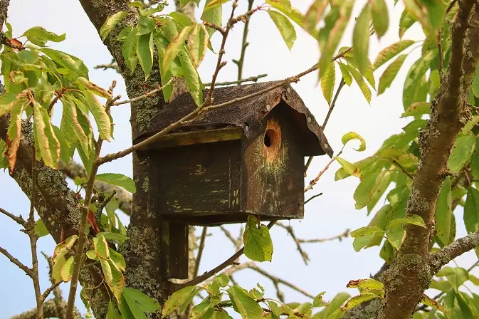 Nichoir pour oiseaux