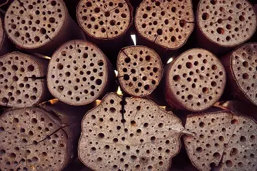 Buches percées hôtel à insectes pour abeilles solitaires