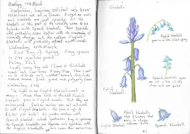 Page de nature journaling sur une jacinthe des bois