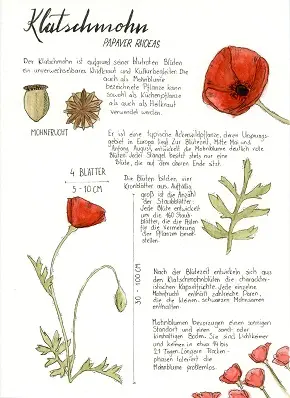 Page de journal nature sur un coquelicot