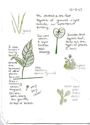 Page de nature journaling sur des plantes