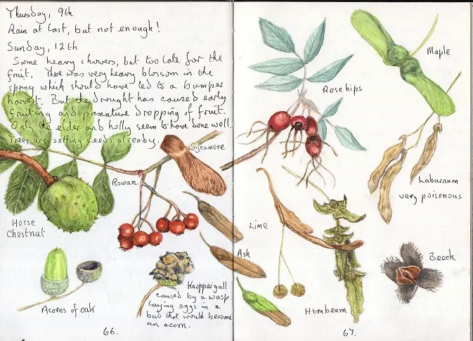 Page de nature journaling sur les plantes