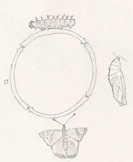 Dessin en cercle du cycle de vie d'un papillon 