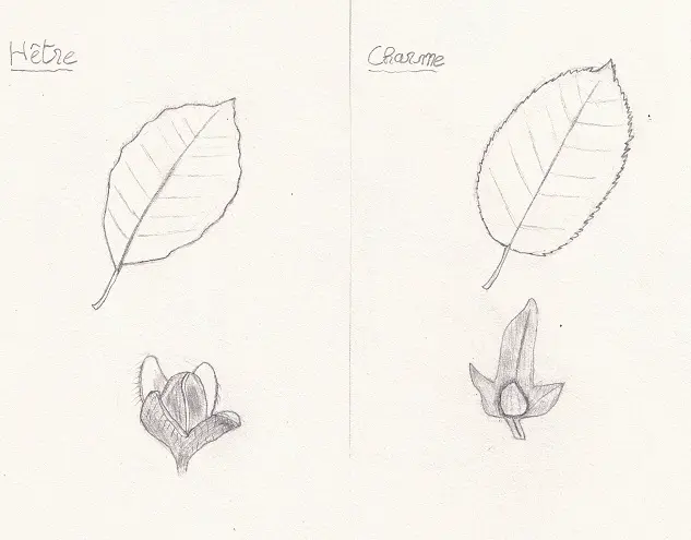 Dessin de comparaison feuilles de Hêtre et de Charme et fruits